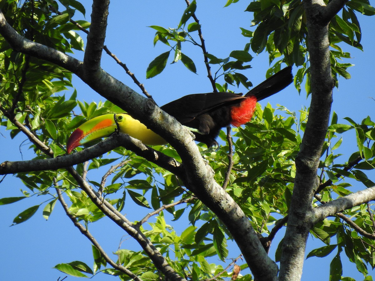 Keel-billed Toucan - Justin Harris