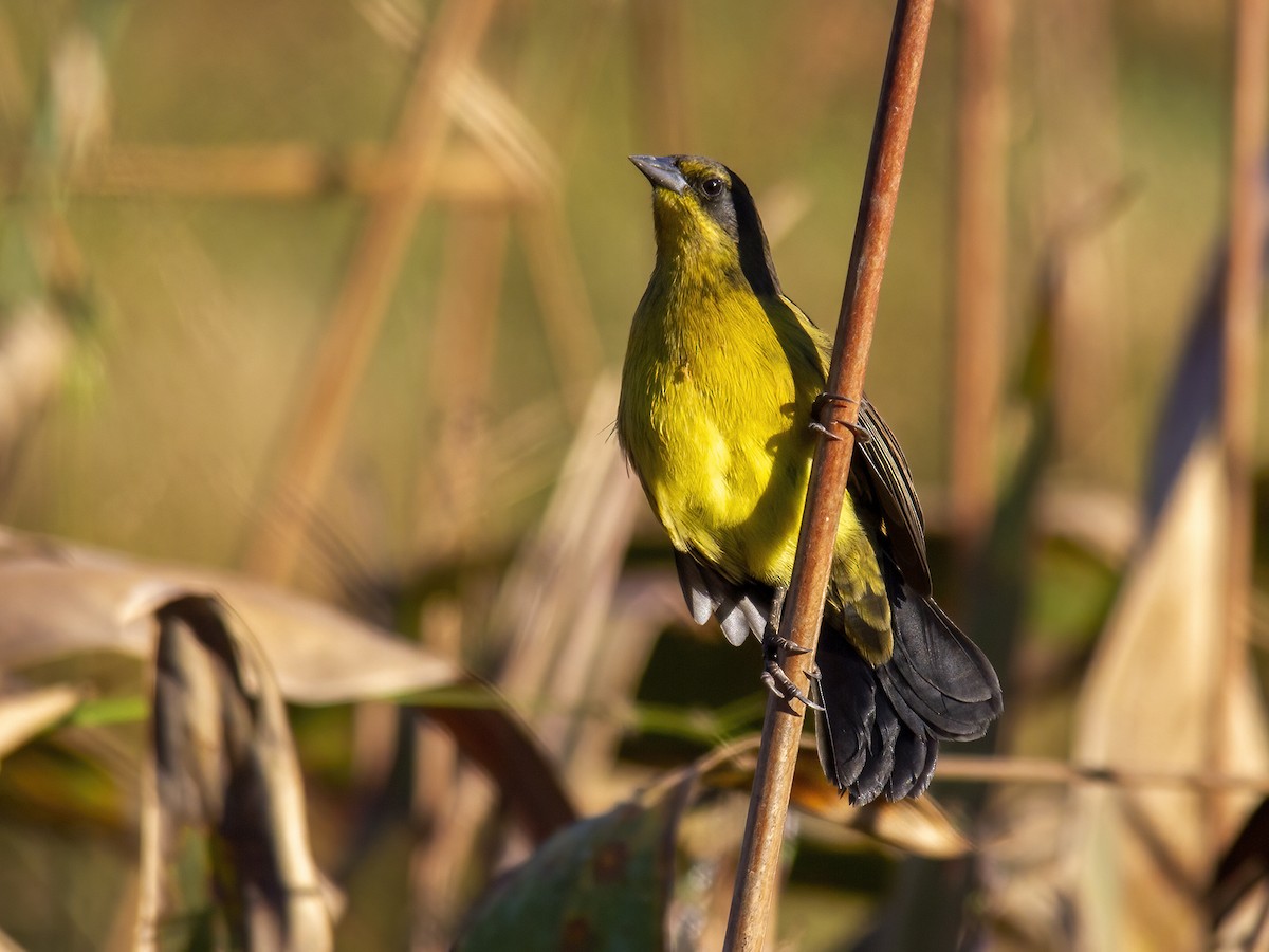 Unicolored Blackbird - ML587243611