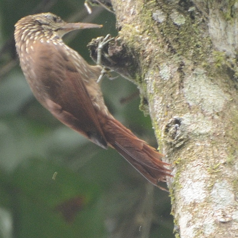 Cocoa Woodcreeper - Jos Simons