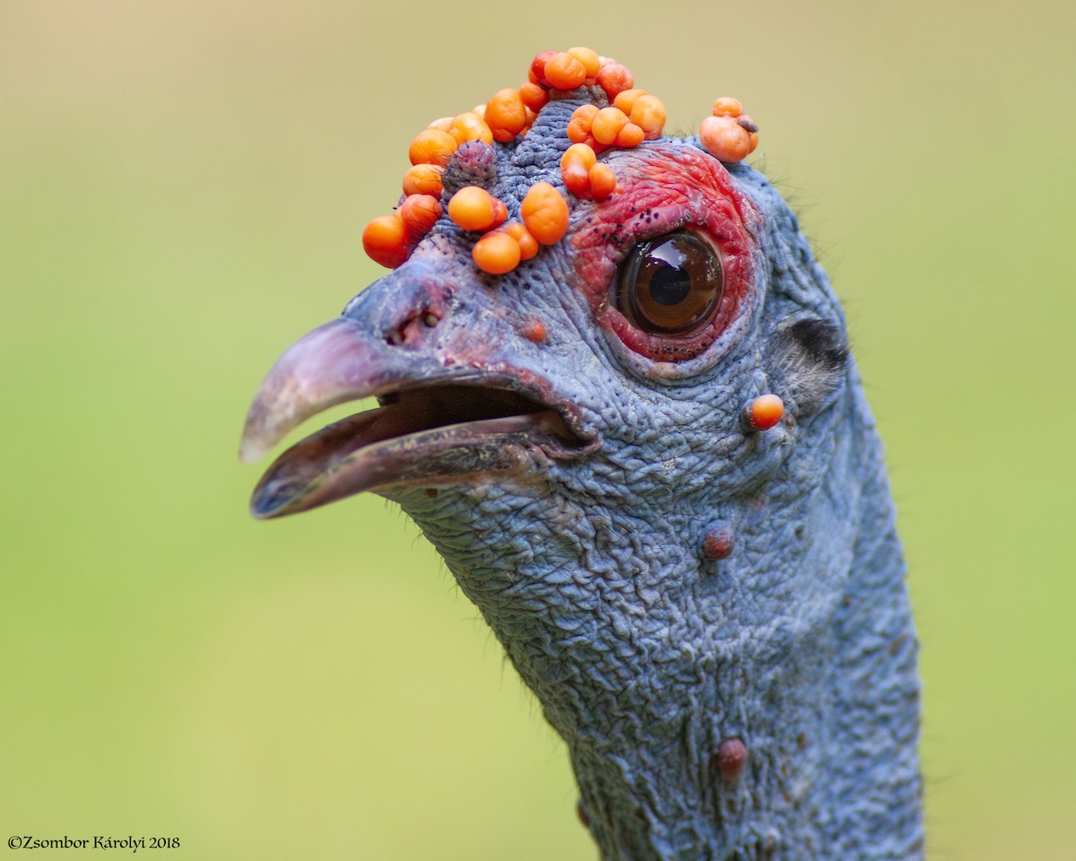 Ocellated Turkey - Zsombor Károlyi