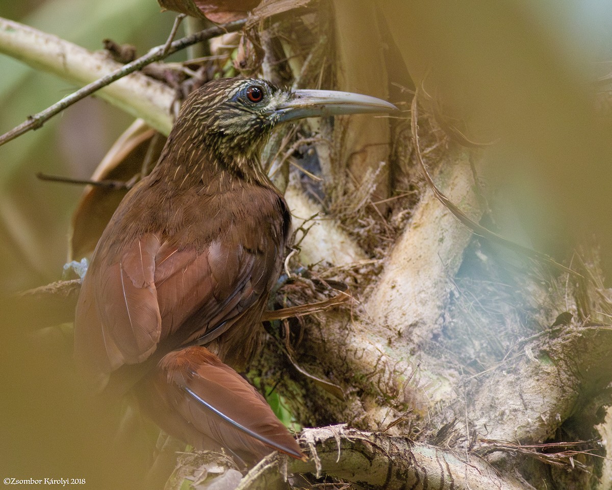 Strong-billed Woodcreeper - Zsombor Károlyi