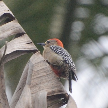 Red-crowned Woodpecker - Jos Simons