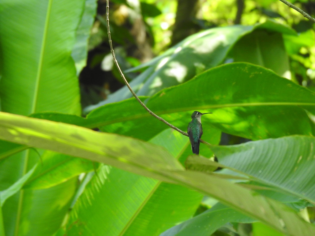 Wedge-tailed Sabrewing - Justin Harris