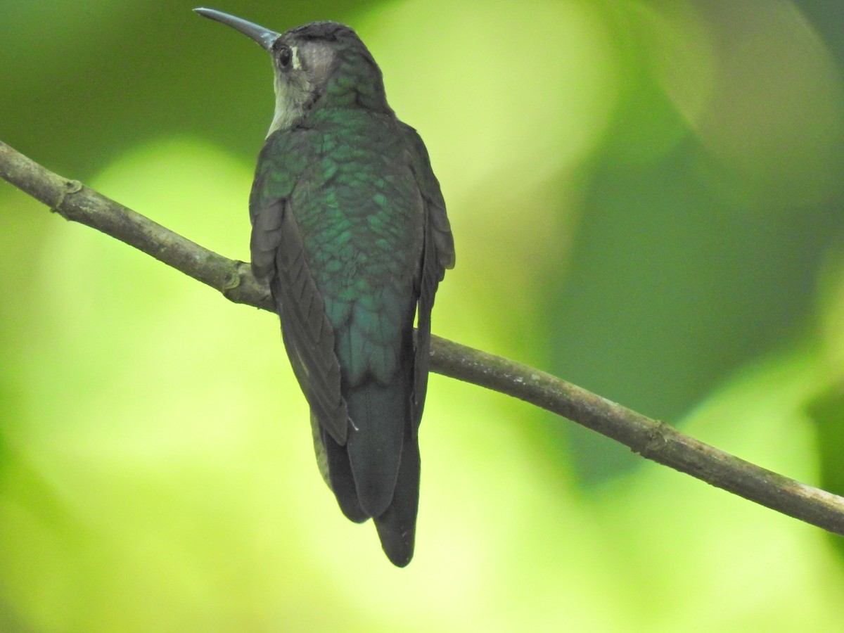 Wedge-tailed Sabrewing - Justin Harris