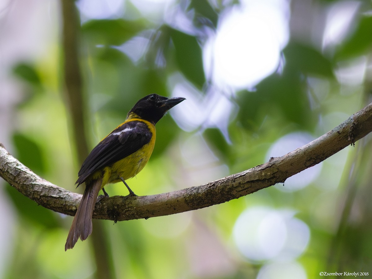 Black-throated Shrike-Tanager - ML587244711