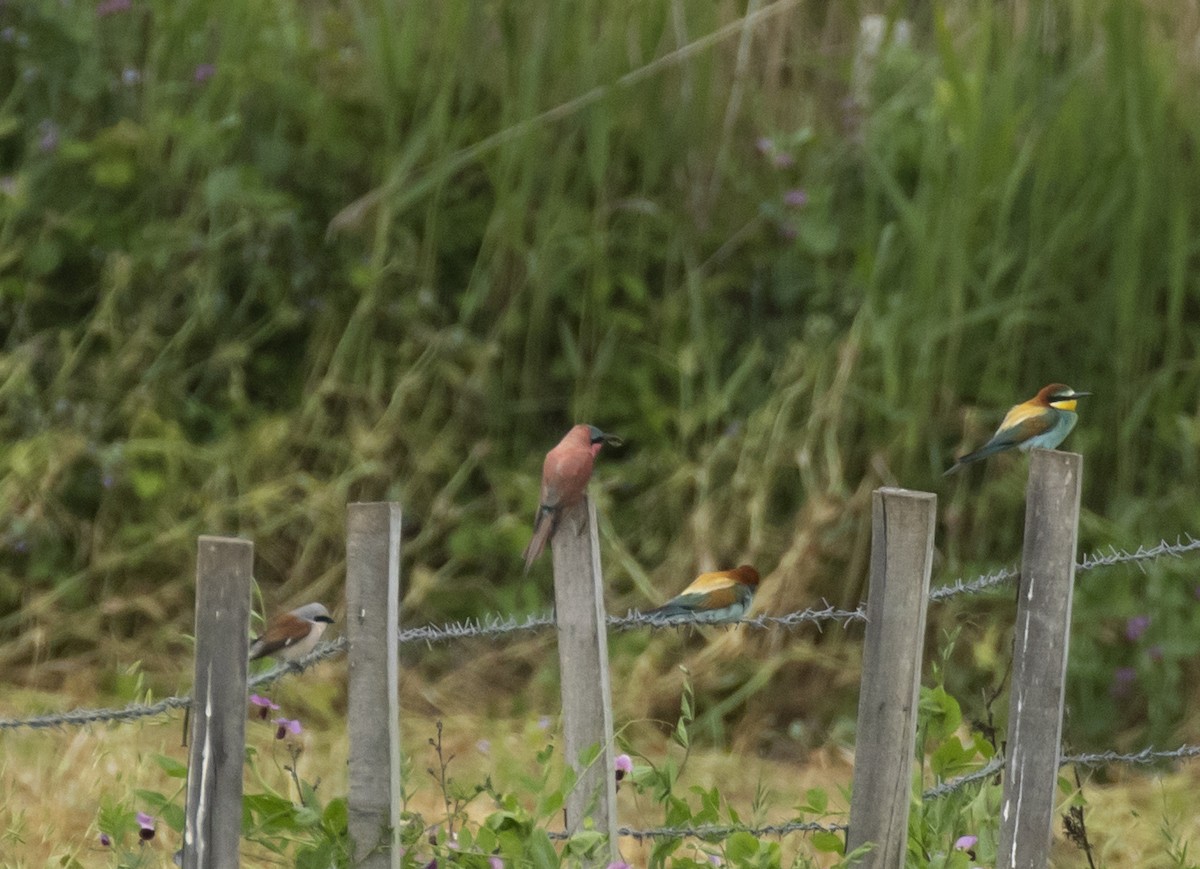 Southern Carmine Bee-eater - ML587244811