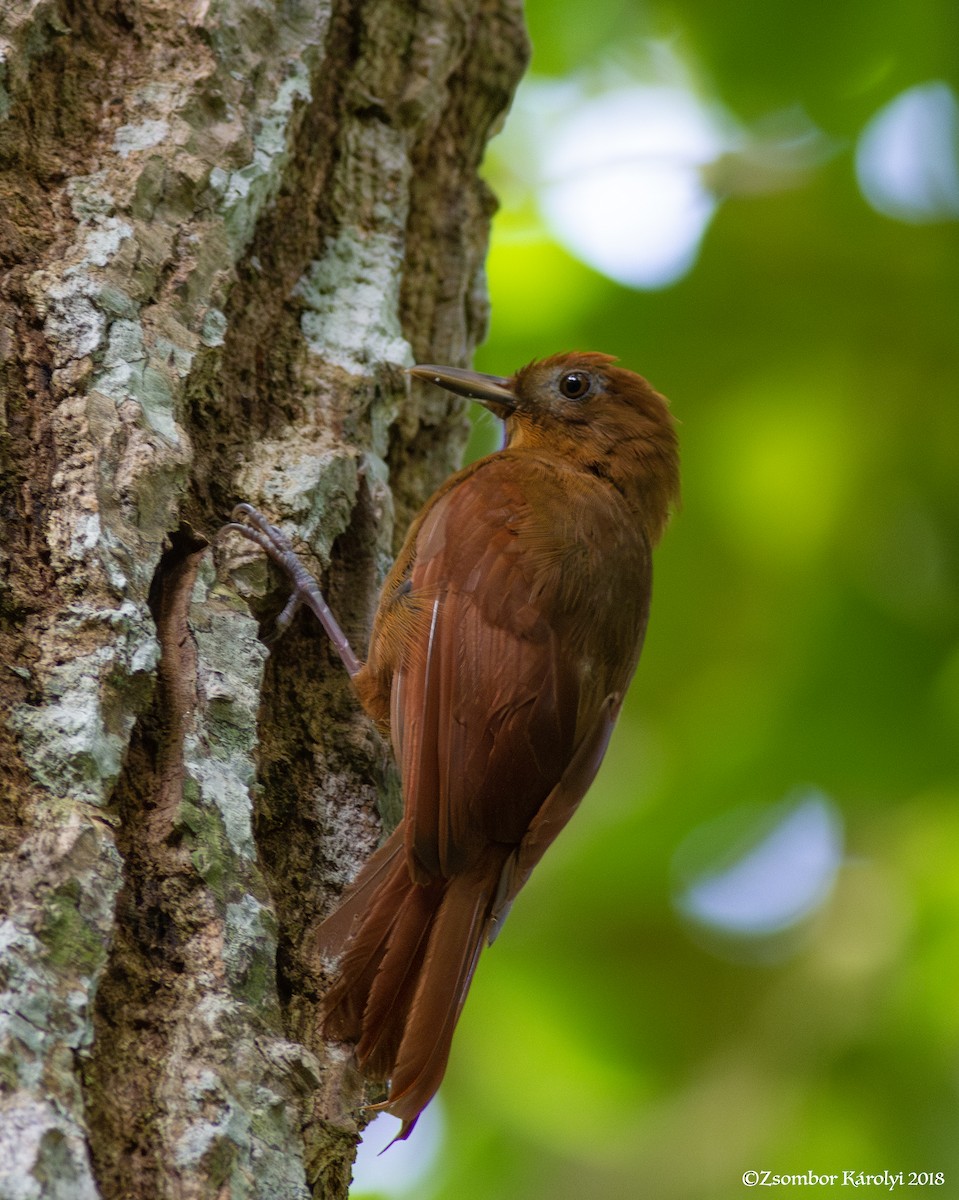 Ruddy Woodcreeper - Zsombor Károlyi