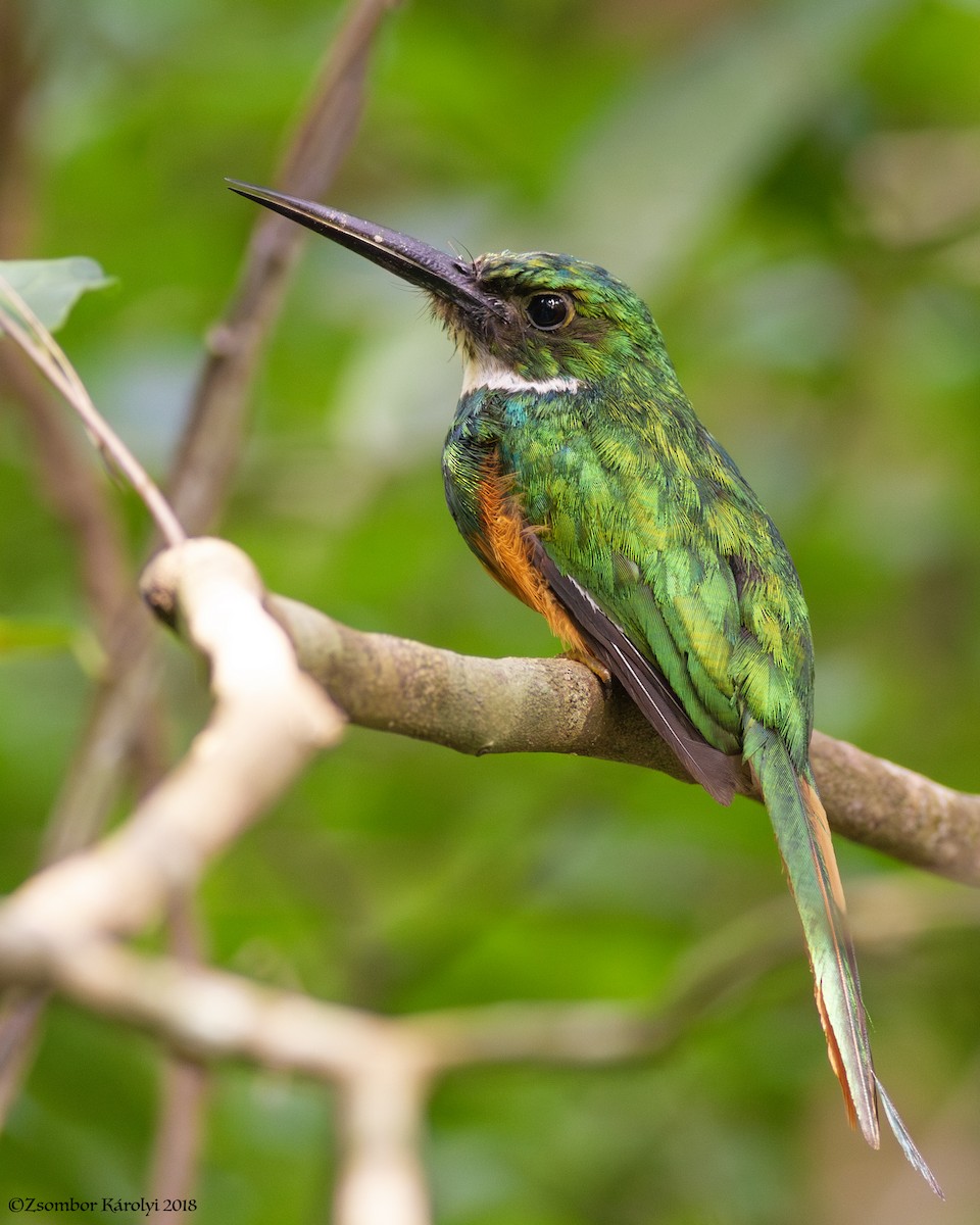 Jacamar à queue rousse - ML587245091