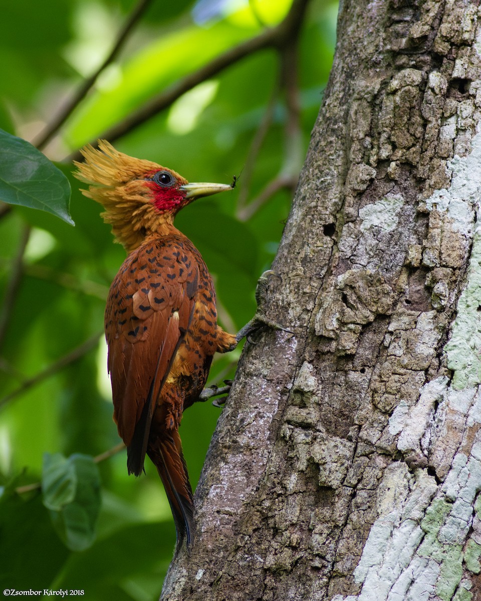 Chestnut-colored Woodpecker - Zsombor Károlyi