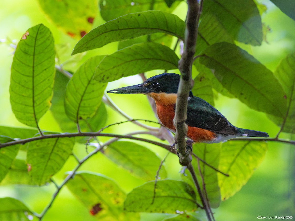 American Pygmy Kingfisher - Zsombor Károlyi