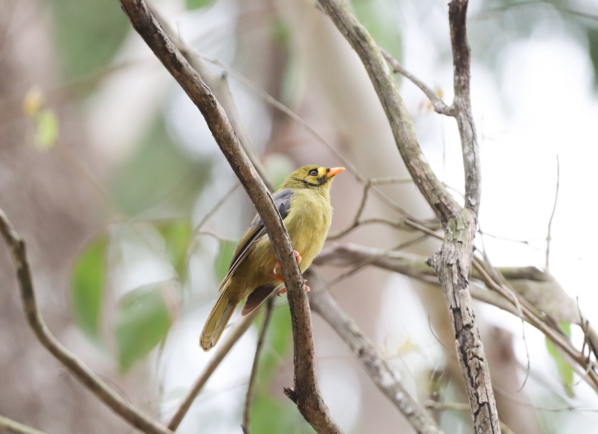 Bell Miner - ML587245471