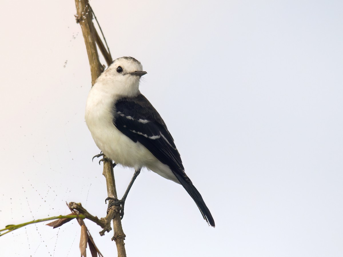 Black-backed Water-Tyrant - Andres Vasquez Noboa