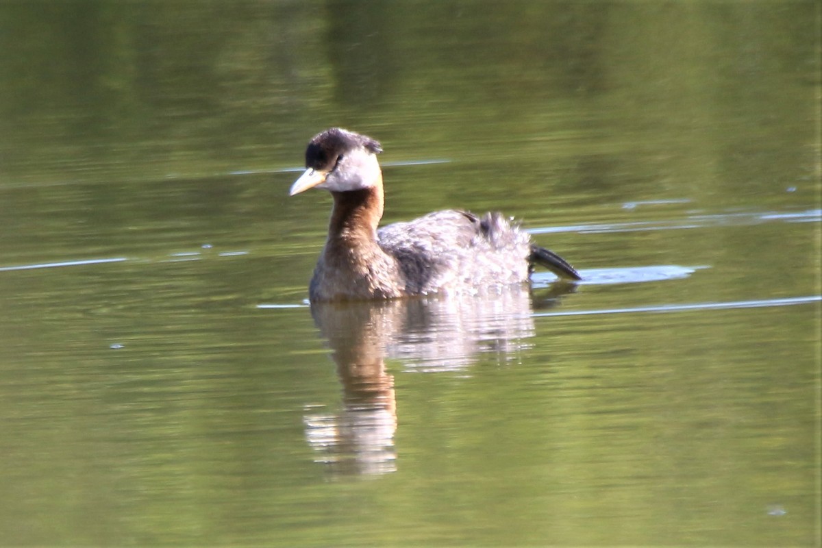Red-necked Grebe - ML587247811