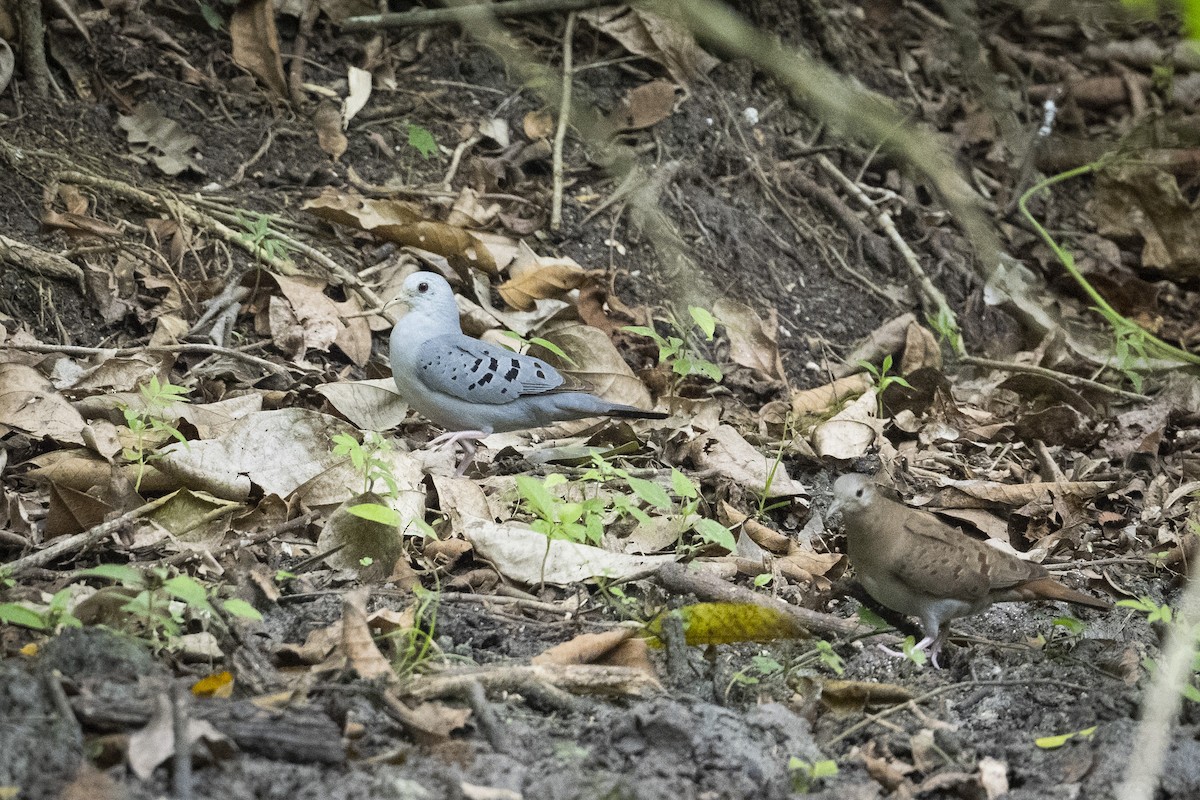 Blue Ground Dove - ML587248671