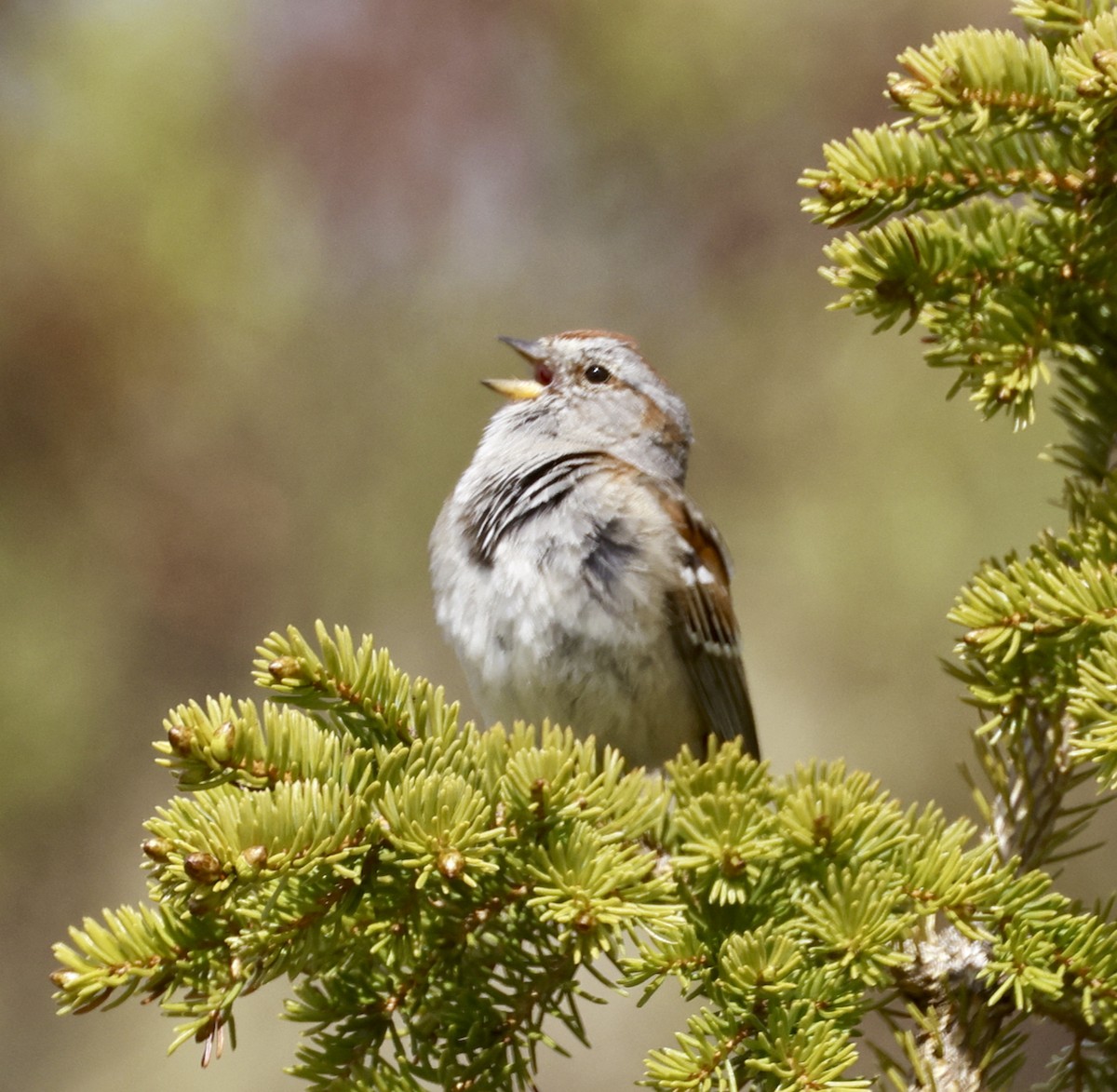 American Tree Sparrow - ML587249771