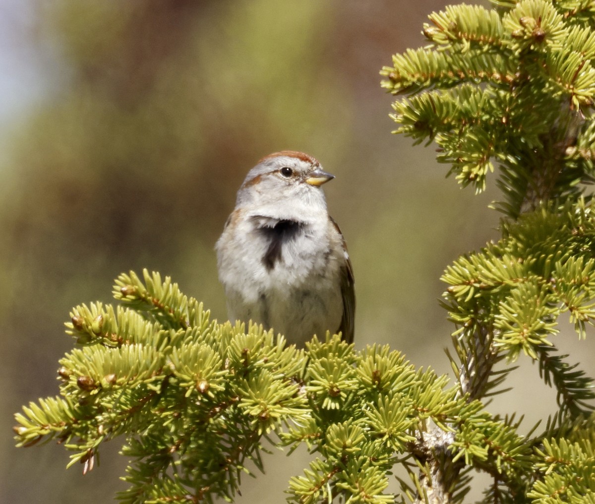 American Tree Sparrow - ML587249791