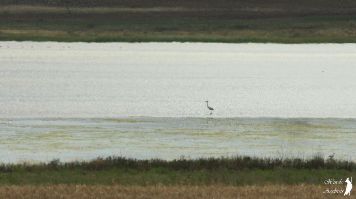 Greater Flamingo - Xurde Acebrás