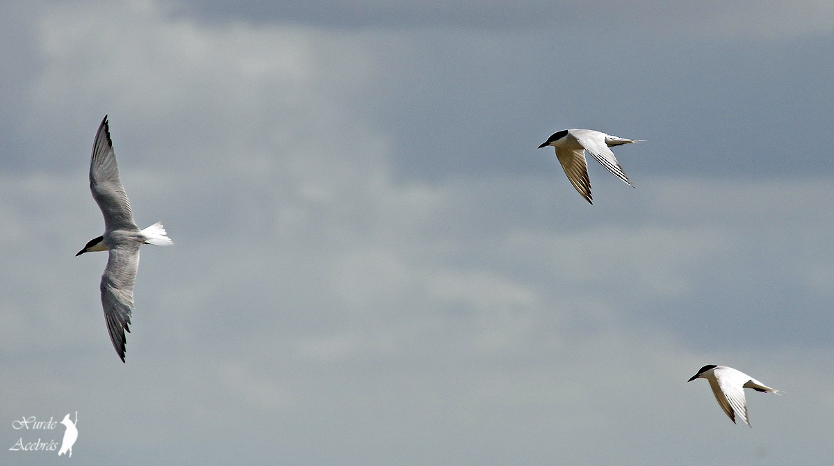 Gull-billed Tern - Xurde Acebrás