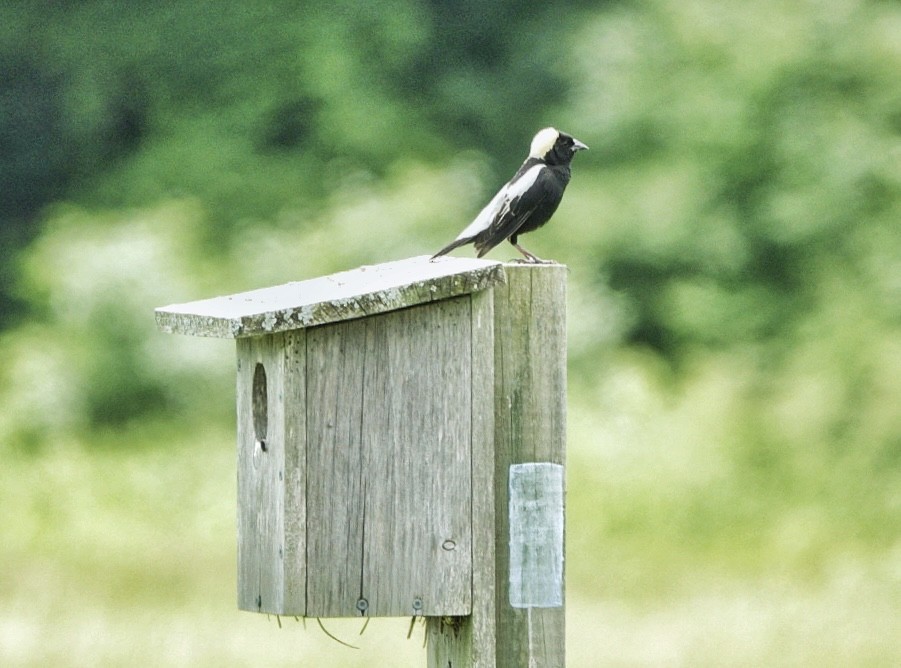 Bobolink - Jim Carroll