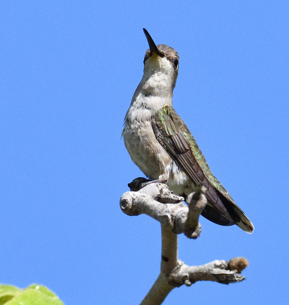 Black-chinned Hummingbird - ML587253671