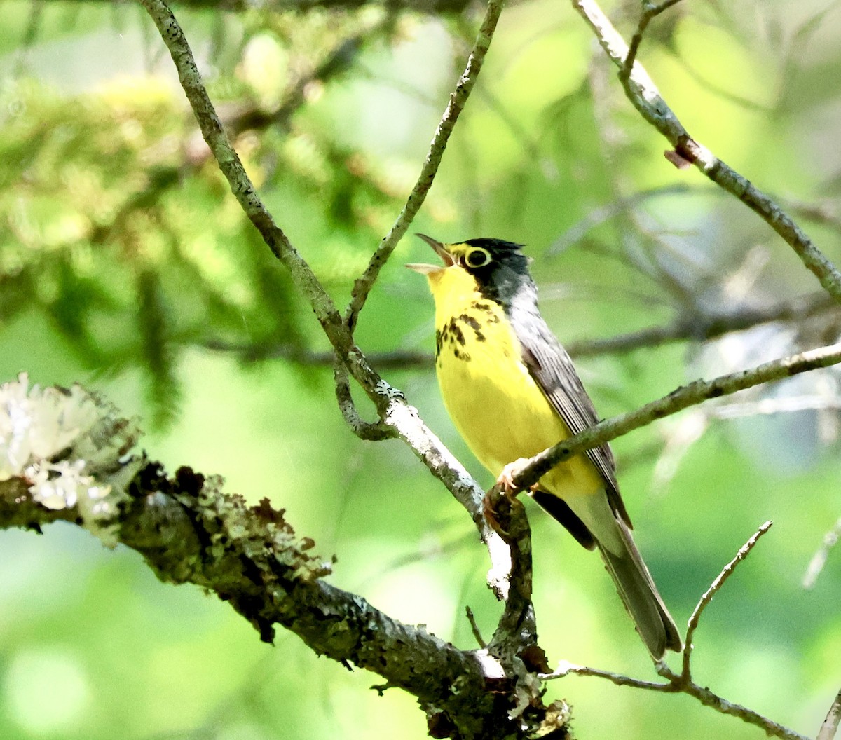 クロボシアメリカムシクイ - ML587253981