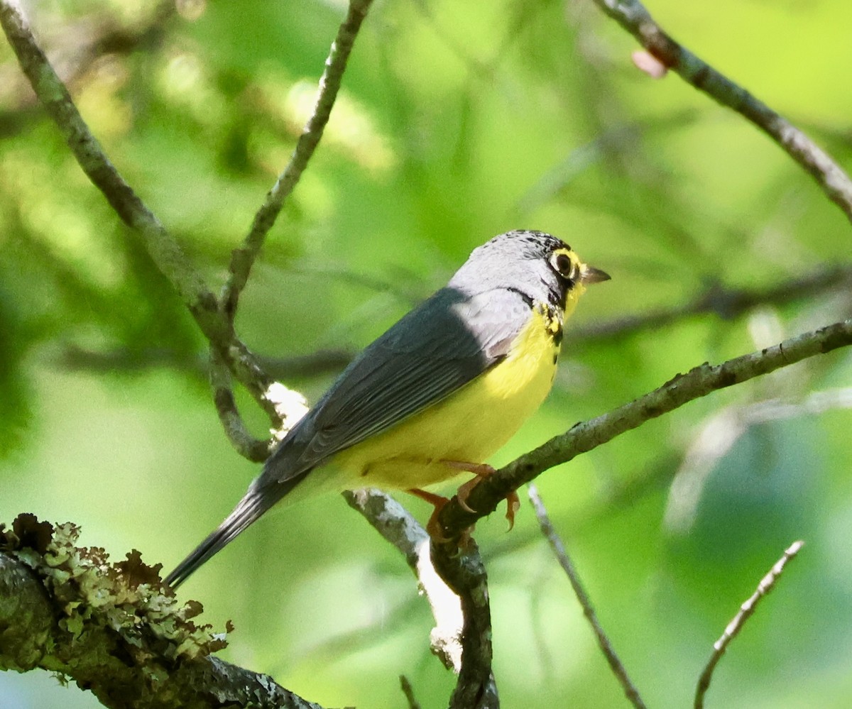 クロボシアメリカムシクイ - ML587254081