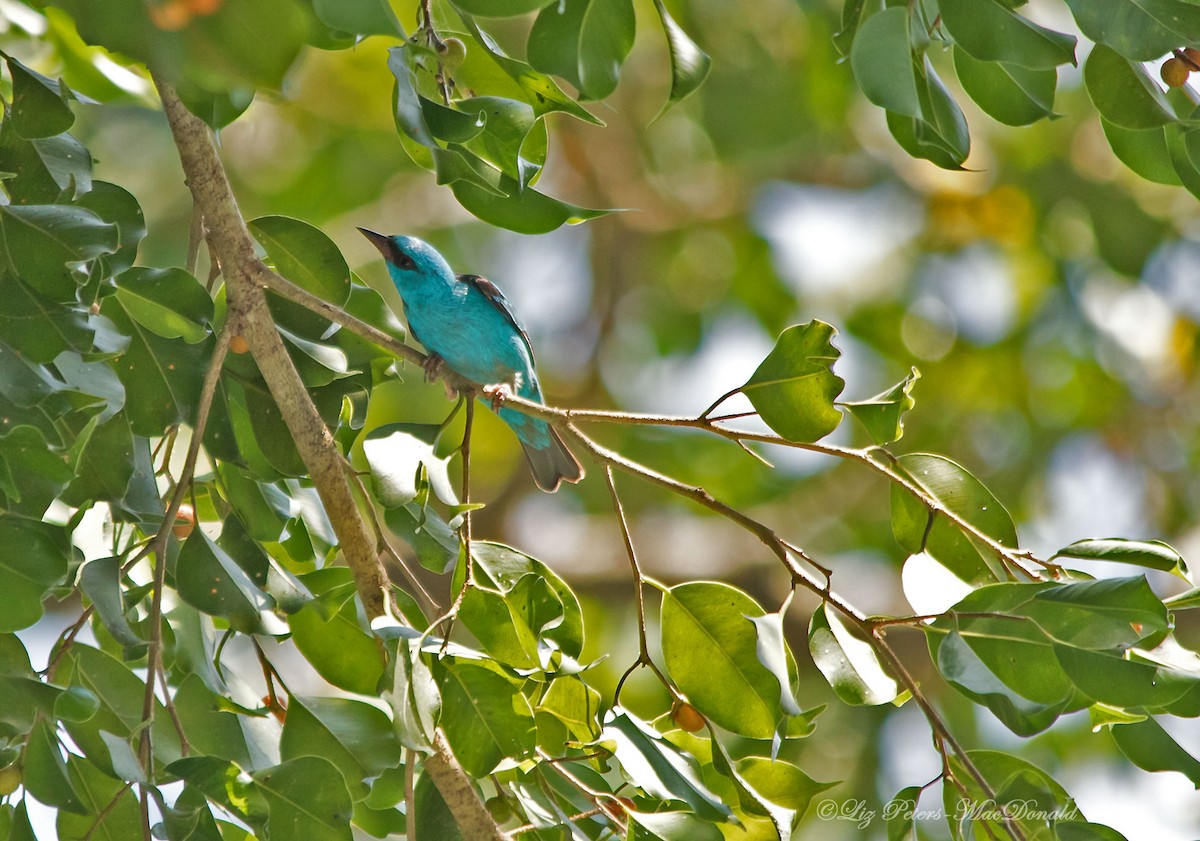 Blue Dacnis - ML587254991