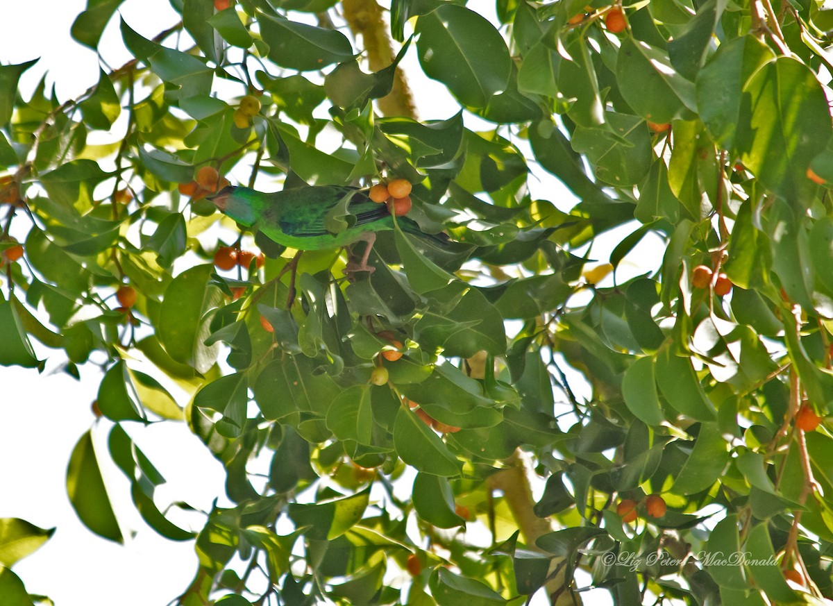 Blue Dacnis - ML587255051