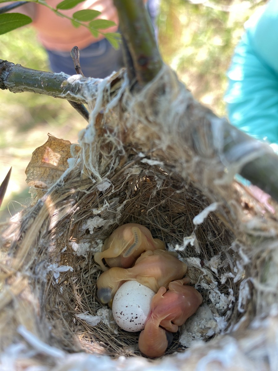 Bell's Vireo - ML587255231