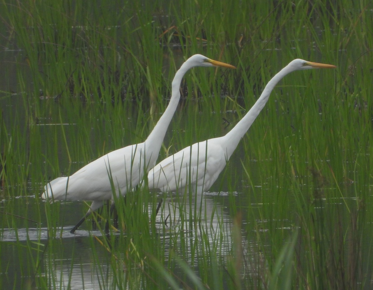 Great Egret - ML587255751