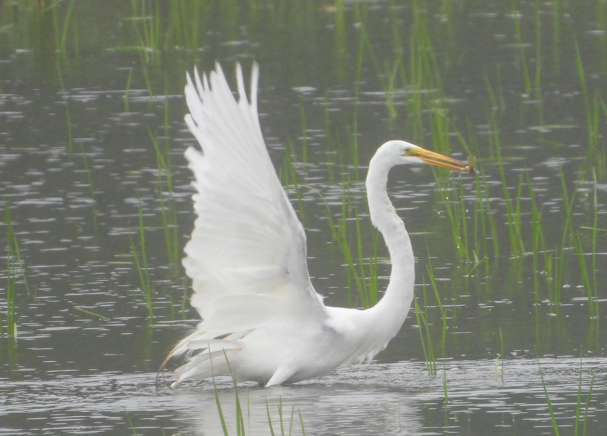 Great Egret - Mike Cianciosi