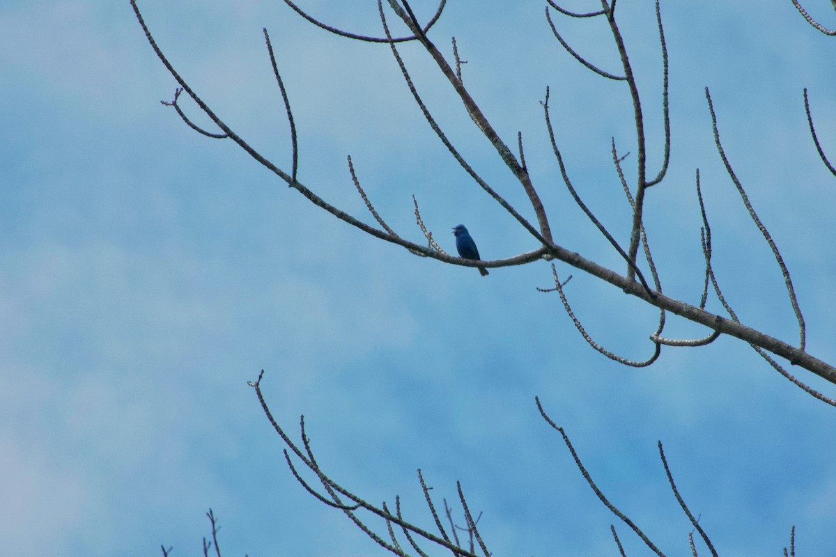 Indigo Bunting - Jim Carroll