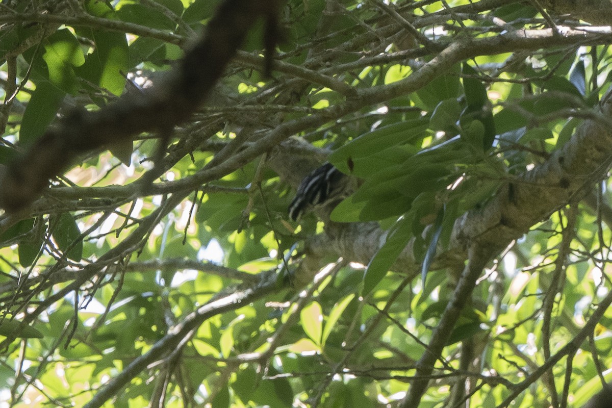 Black-and-white Warbler - ML587257591