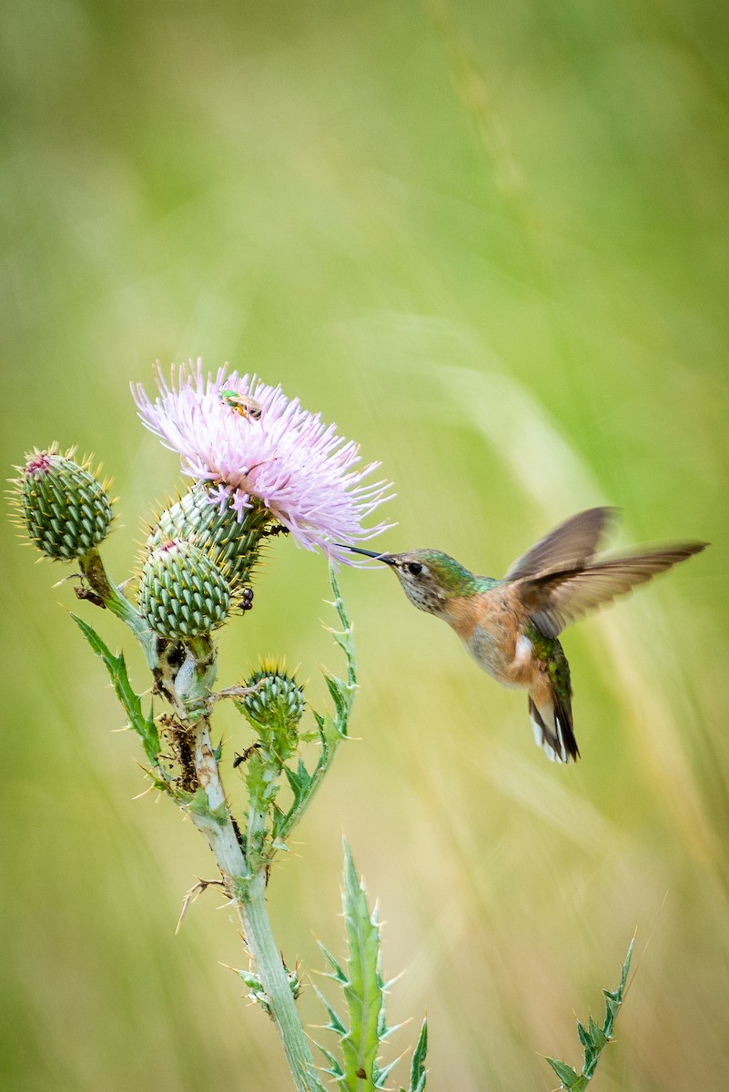 Colibrí Calíope - ML587258221