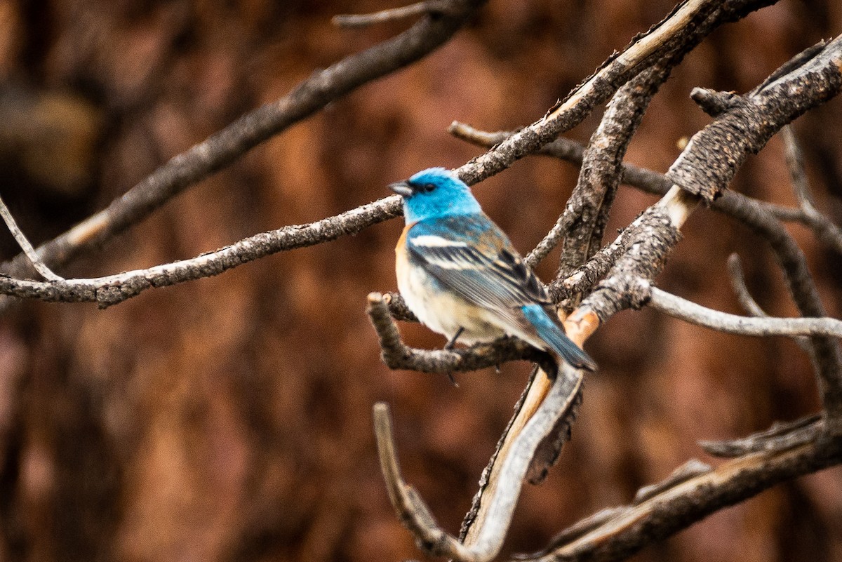 Lazuli Bunting - ML587259651