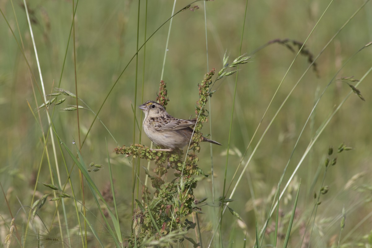 Grasshopper Sparrow - ML587260231