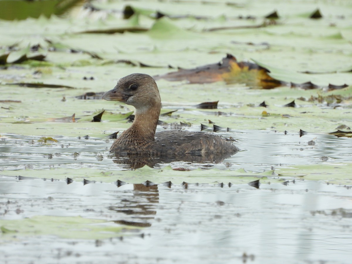 Pied-billed Grebe - ML587260281