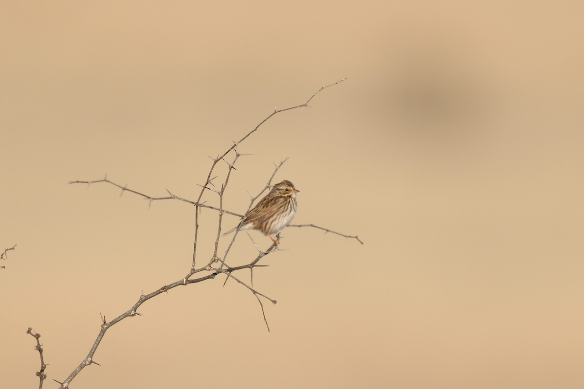 Savannah Sparrow - ML587260761