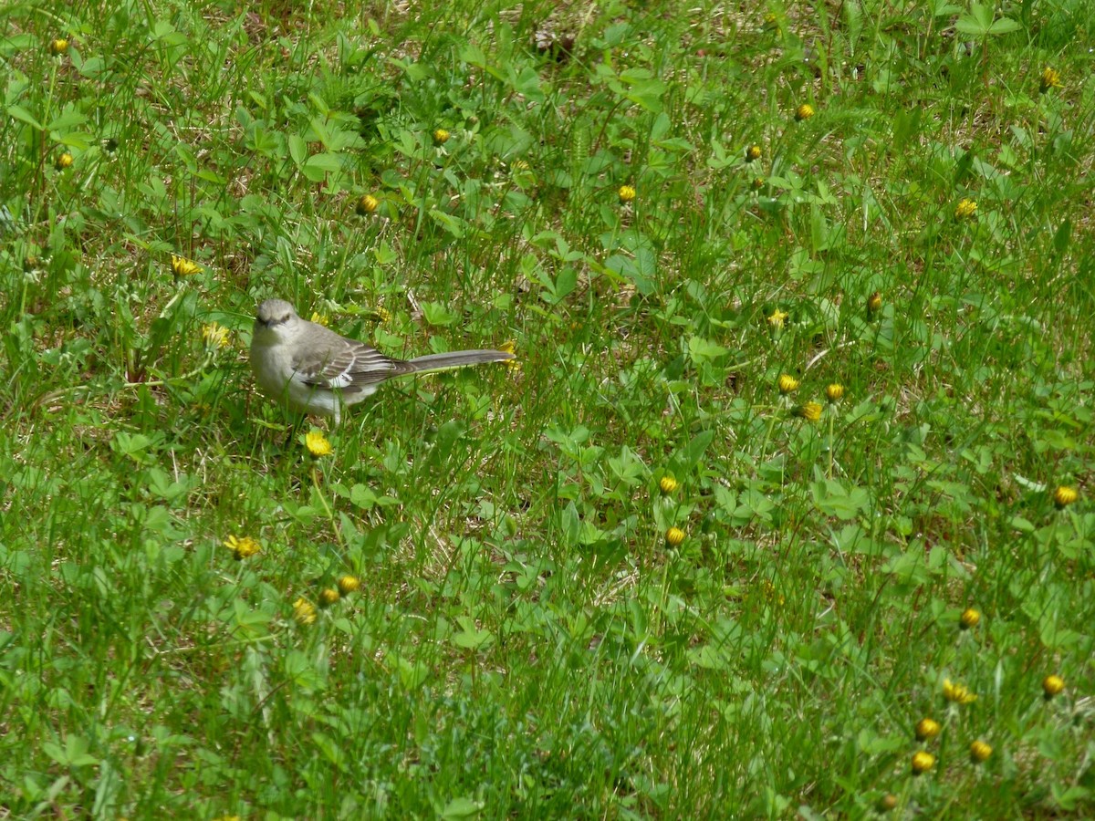 Northern Mockingbird - Sylvie St-Pierre COHL