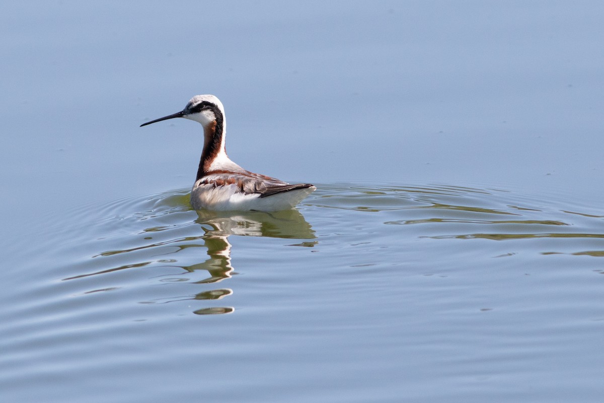 Wilson's Phalarope - Lucas Bobay