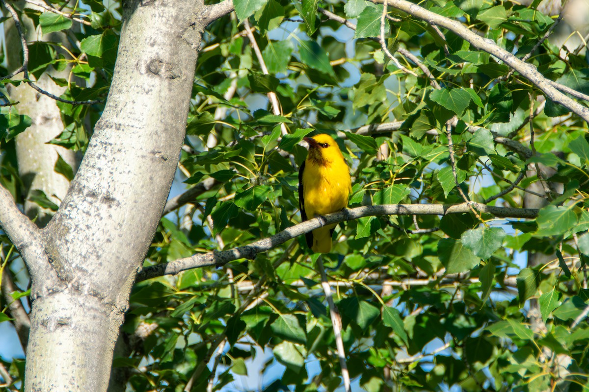 Eurasian Golden Oriole - ML587263481