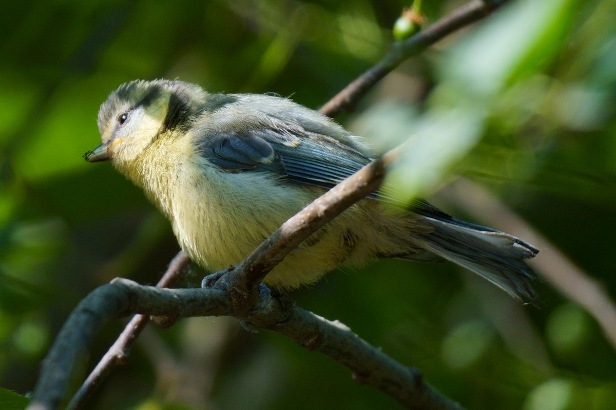 Eurasian Blue Tit - ML587264291