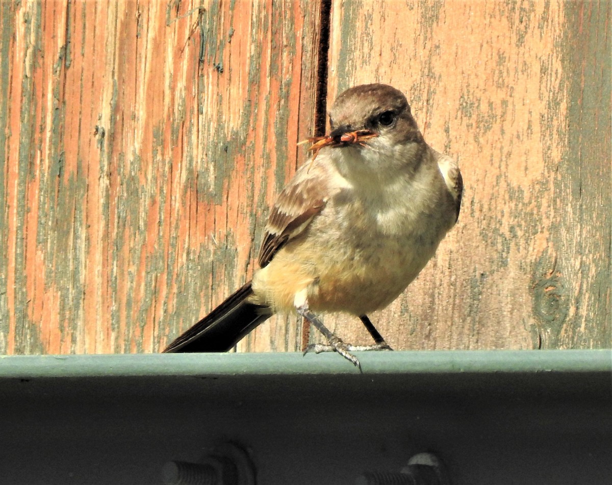 Say's Phoebe - ML587264341