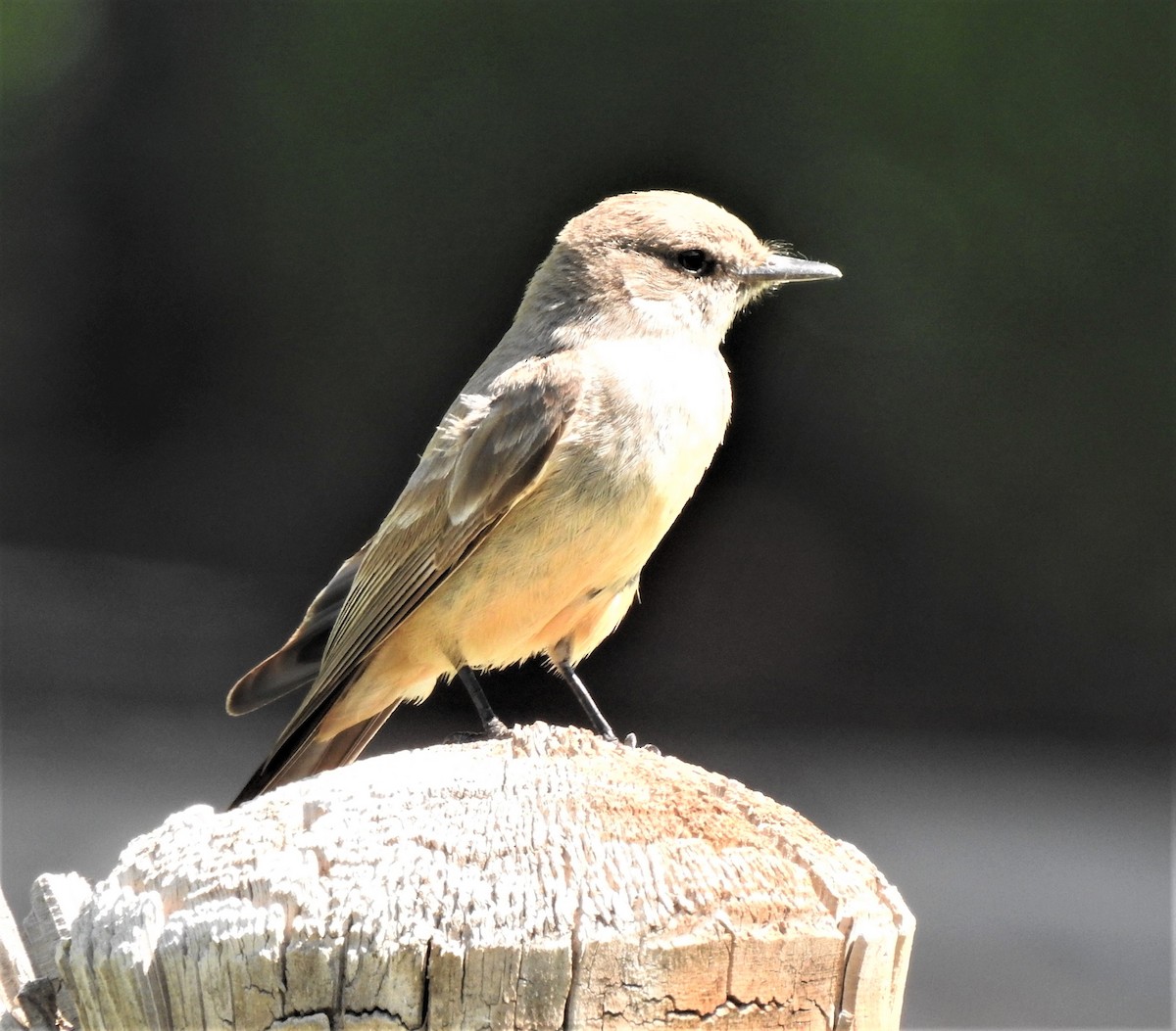 Say's Phoebe - ML587264381