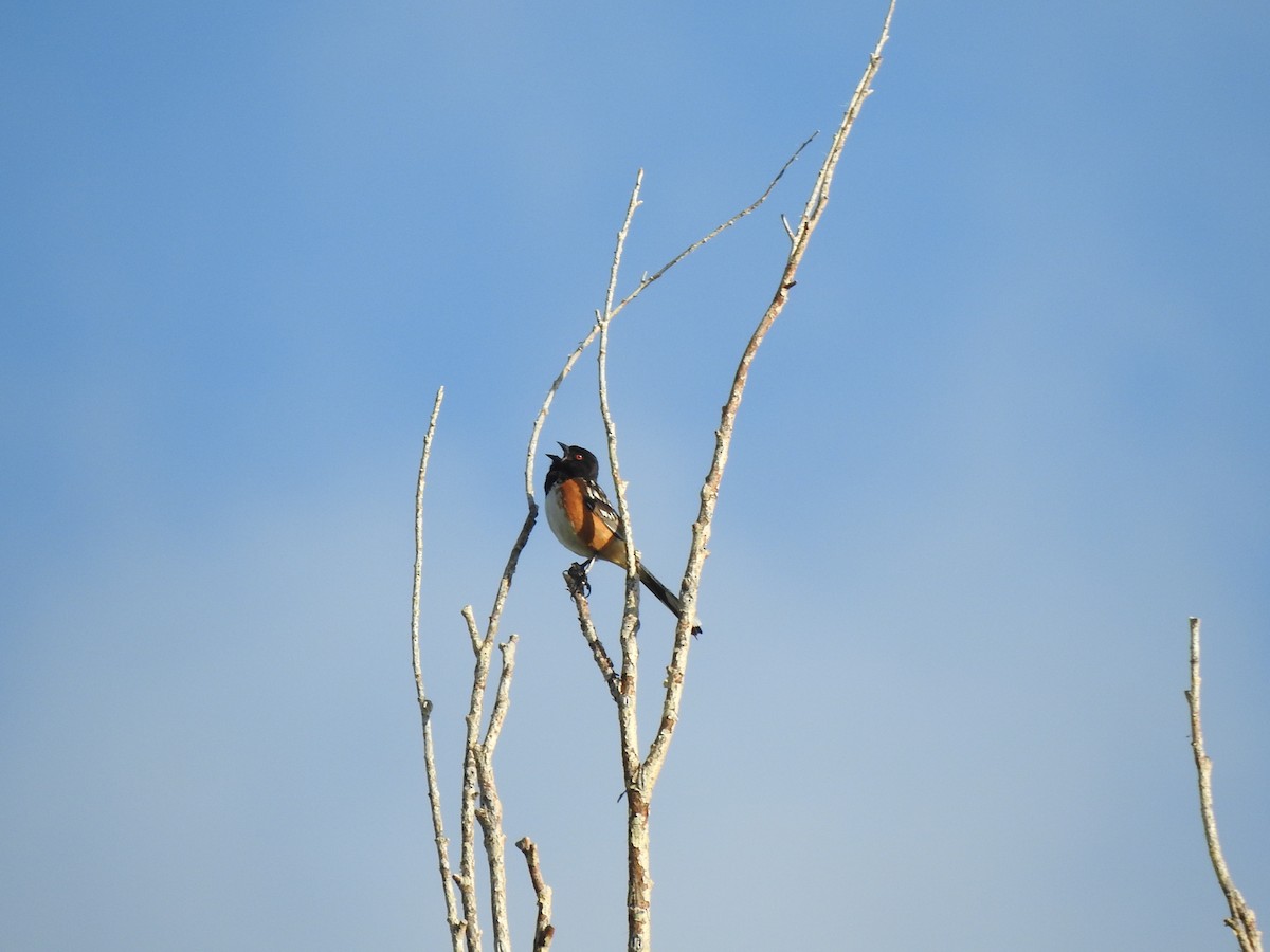 Spotted Towhee - ML587264631
