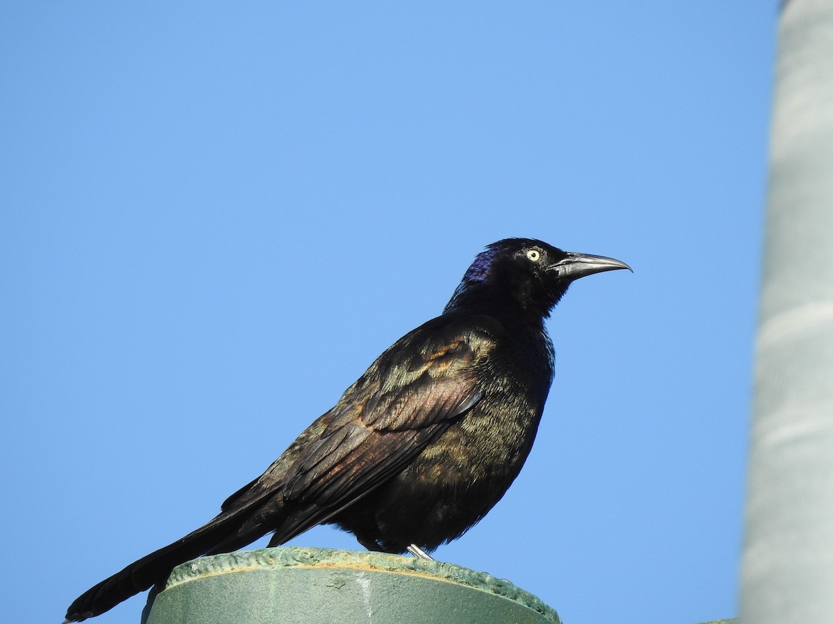 Common Grackle - ML587264701