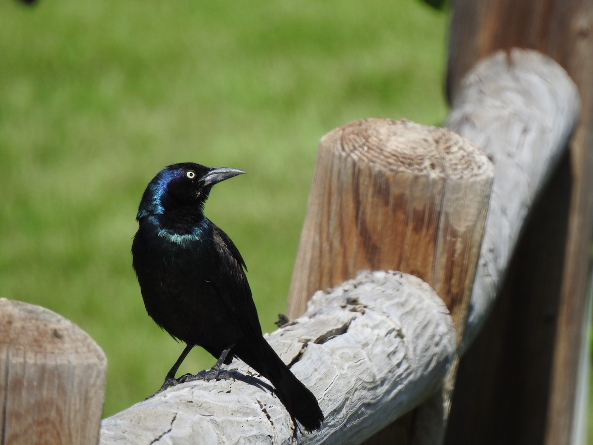 Common Grackle - ML587264761