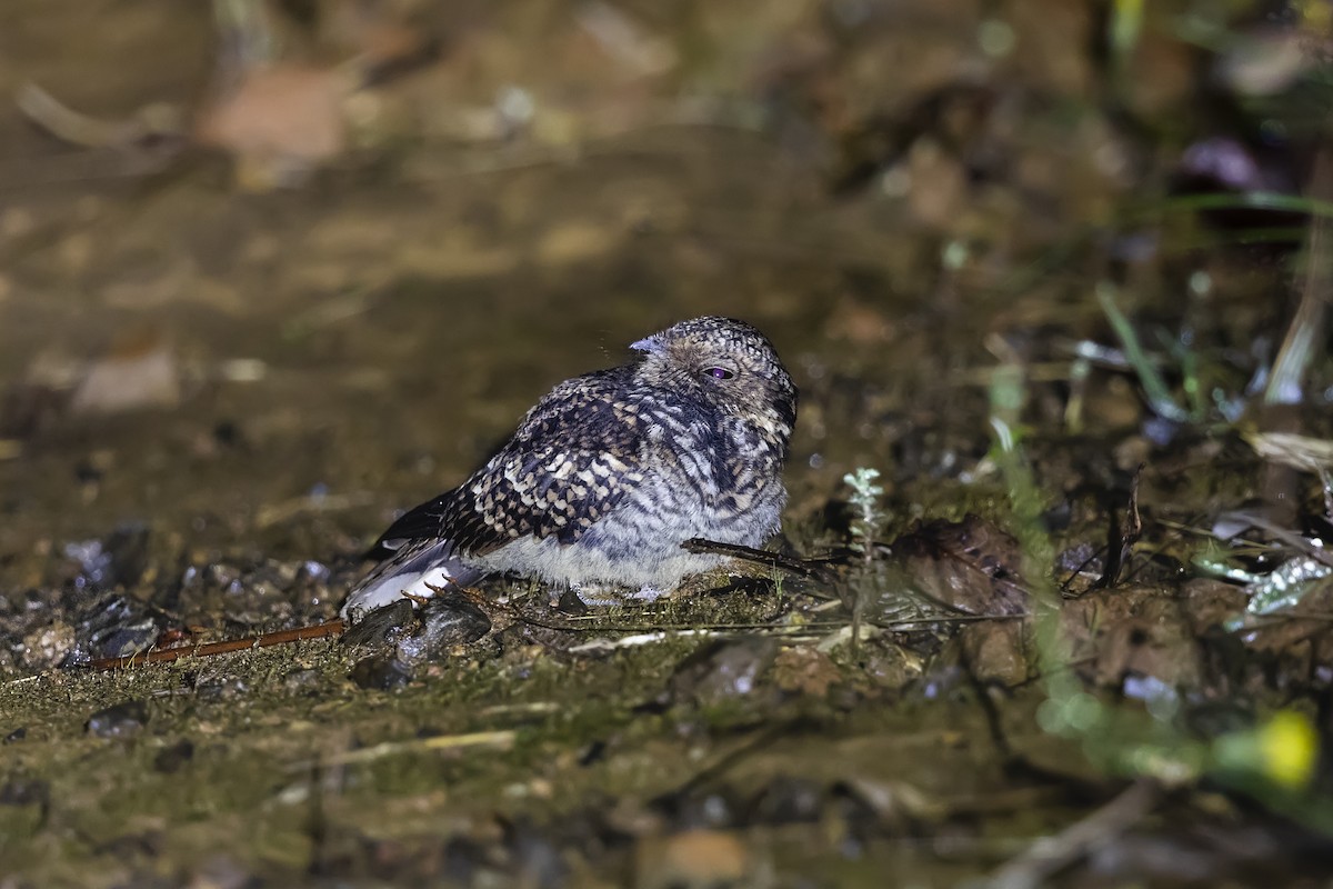 Band-winged Nightjar (Rufous-naped) - Stefan Hirsch