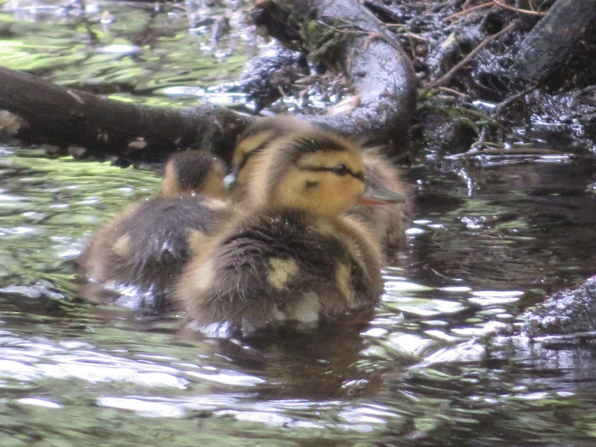 Mallard - Deb Caron