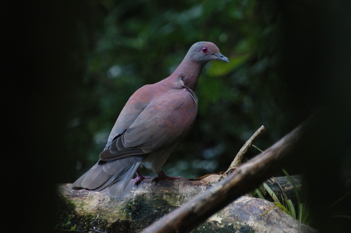 Pale-vented Pigeon - ML587265471